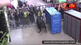Angry bull escaped from cage. Злой бык вырвался из клетки.
