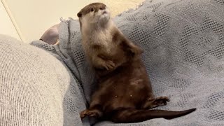 赤ちゃんのことがどうしても気になりすぎてしまうカワウソと守る猫 Otter who can't help but be overly concerned about their babies.