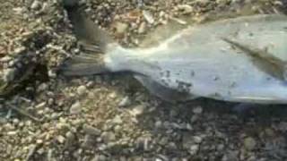 Bodrum Çipura Avı