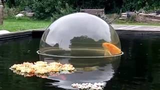 Koi karper