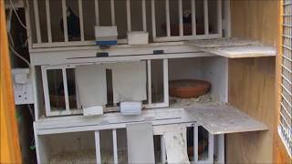 Roller pigeons May 2014 young birds
