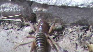9/6/09 New Mexico Child Of The Earth (Another Journey in MyZahs life).posted on 1/13/10