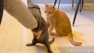 カワウソさくら 急にめちゃくちゃ抱きつき始めるカワウソ otter that suddenly begins to hug