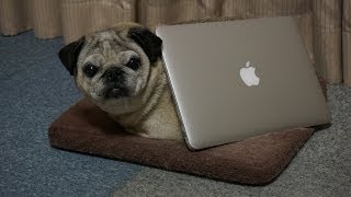 MacBook Pro Late 2013 新型 Retina を開封！パグのスペック？