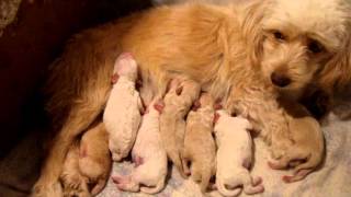 Primer Parto De Muñeca-(Poodle Con Terrier)