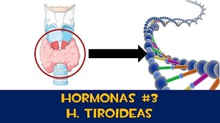Hormonas #3 - H. Tiroideas