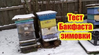 ???2019 г. ОСЕНЬ, ТЕСТ БАКФАСТА, НАЧАЛО ЗИМОВКИ НА ВЕСАХ
