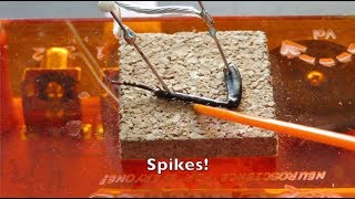 Recording Action Potentials from Cockroach Nerves