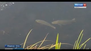 В Марий Эл рыболовы-любители запустили в Малую Кокшагу 400 килограммов рыбы - Вести Марий Эл