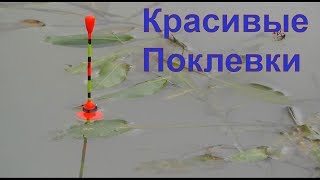КРАСИВЫЕ ПОКЛЕВКИ-2. Рыбалка, Поплавочная удочка, Ловля на поплавок. Fishing, ikan, câu cá