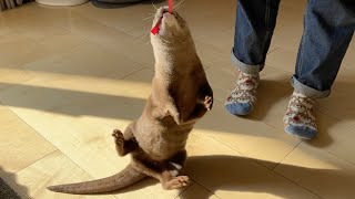 尻もちつきながら回転を続けるカワウソが面白すぎる The otter that keeps spinning on its butt is too funny.