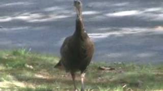 THE TURKEY LADY