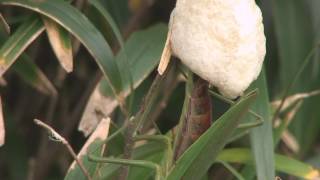 カマキリの産卵　未編集