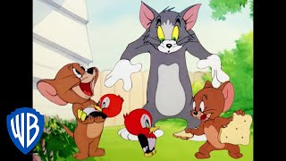 Tom & Jerry in italiano | Jerry e il Piccolo Picchio 