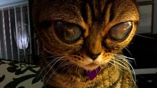 10 НЕОБЫЧНЫХ КОШЕК, В СУЩЕСТВОВАНИЕ КОТОРЫХ СЛОЖНО ПОВЕРИТЬ