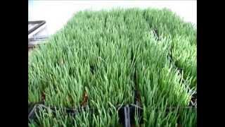 How to plant onions on the pen. An original way! Как сажать лук на перо. Оригинальный способ!