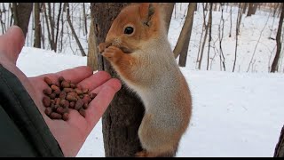 Что делать, если закончились орешки / What to do if you run out of nuts