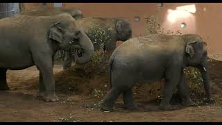Cincinnati Zoo's Head Veterinarian Talks about Elephant Care
