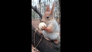 Ух ты, какая белка / Wow, what a squirrel