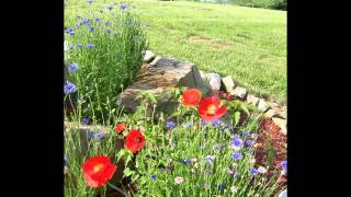Creating A Wildflower Garden