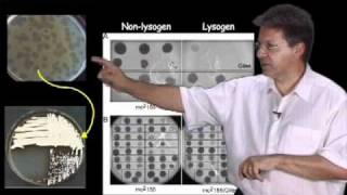 Graham Hatfull (University of Pittsburgh/HHMI) Part 1: Bacteriophages: What are they?