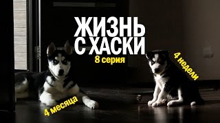 Жизнь с Хаски: Серия 8 (игры дома, прогулка по улице)