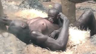 Amali Takes a Tumble - Cincinnati Zoo