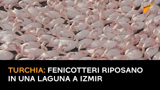 Turchia: fenicotteri riposano in una laguna a Izmir