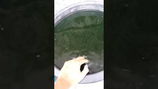วิธีตรวจสอบความเข้มข้นของ chlorella ก่อนปล่อยไรแดงลงเพาะ