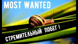 Лепим улитку из холодного фарфора