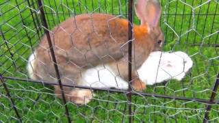 Bunny rabbits mating funny fast animals mating close up
