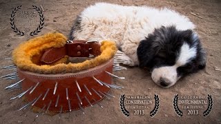 Conservation Media® - Livestock Guardian Dogs: Working on Common Ground - People & Carnivores