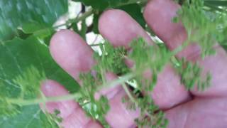 VITIS VIDOR: PODA DE UVA LACIGRAL. VIDEO 5