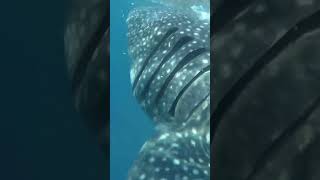 SHARK ???????? SWIMMING WITH SHARK 2