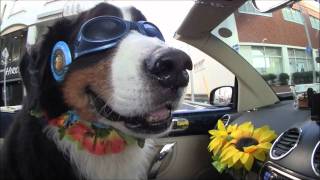 ♪　オープンカーに大型犬を乗せてひたすらドライブしている動画　♪