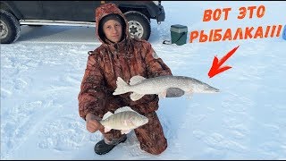 ШОК! ЩУКА НЕ ДАЁТ ОТДОХНУТЬ! Килограммовые ОКУНЯ! Рыбалка МЕЧТЫ в Кургальджинском Заповеднике!!!