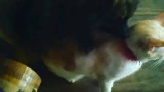 Dog mating with a male cat