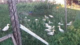 Влог/ Уехали в деревню/Огород/ Цветы/ Дорога/Утки/