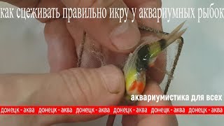 как сцеживать правильно икру у аквариумных рыбок