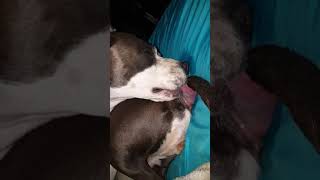 Cute dog licking its self (SHE DOES THIS EVEN LONGER) but 4 rn she's messin up my sheets ?
