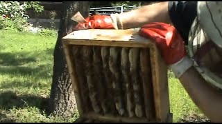 Альпийский улей. Откачка меда и ротация корпусов. 08.06.2019 г. Видео № 29.