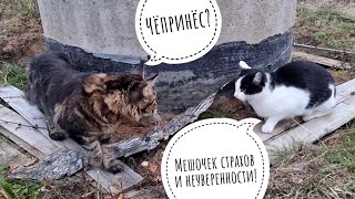 Кот Бонифаций пришёл к кошке Морошке продолжать знакомство. Морошка показала коту ястреба Клюкву