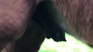 Pferde Penis/Horse Penis