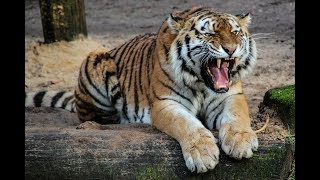 Brave Cat fighting a Tiger ?