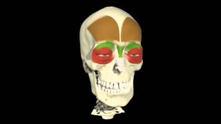 Movimentos biomecanicos (Biomechanical movements)