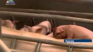 Свиная чума снова в Латгалии