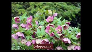 Многолетники в саду