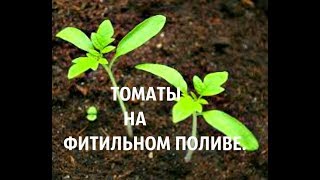 Томаты на фитильном поливе