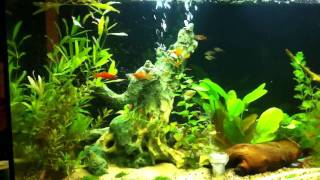 Juwel Rio 125+ CO2