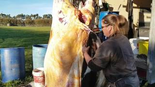 Town & Country Homekill shooting of Beef and Sheep Slaughtering process